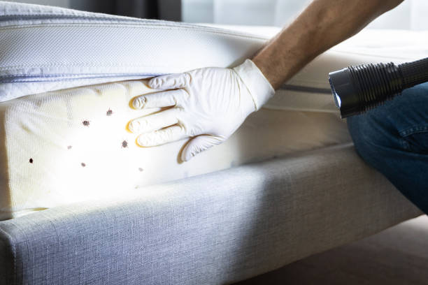 Professional Pest Control in Eucalyptus Hills, CA