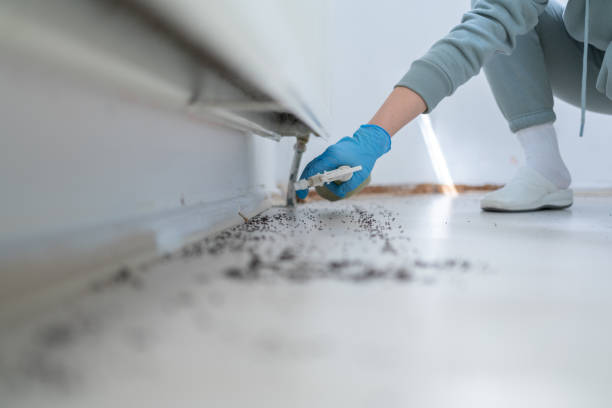 Best Pest Control Near Me  in Eulyptus Hills, CA